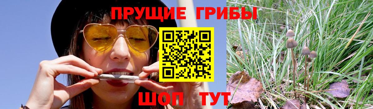 купить  сайты  Псилоцибиновые грибы GOLDEN TEACHER  Вход с VPN  Первоуральск 